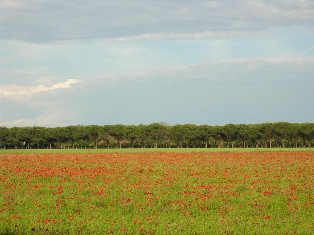 Appartamenti Mirella Bibione Extérieur photo